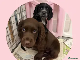 Cocker Spaniel dogs Cocker Spaniel's working - Advert 8