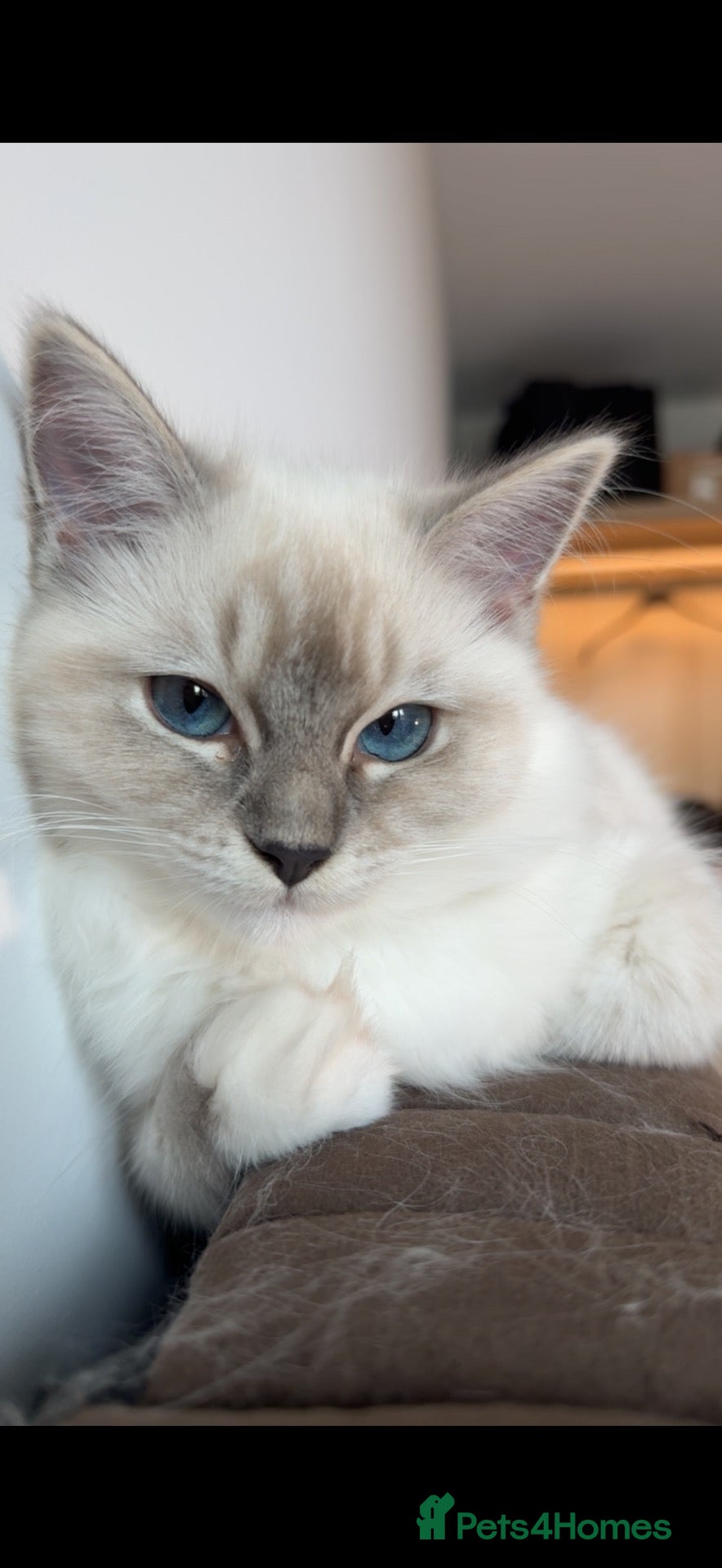 Ragdoll cats LUXURY RAGDOLL KITTENS  - Advert 2