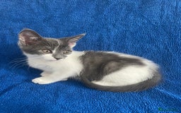 Brazilian Shorthair cats for sale: Beautiful grey and white kitten in West Malling - Image 5