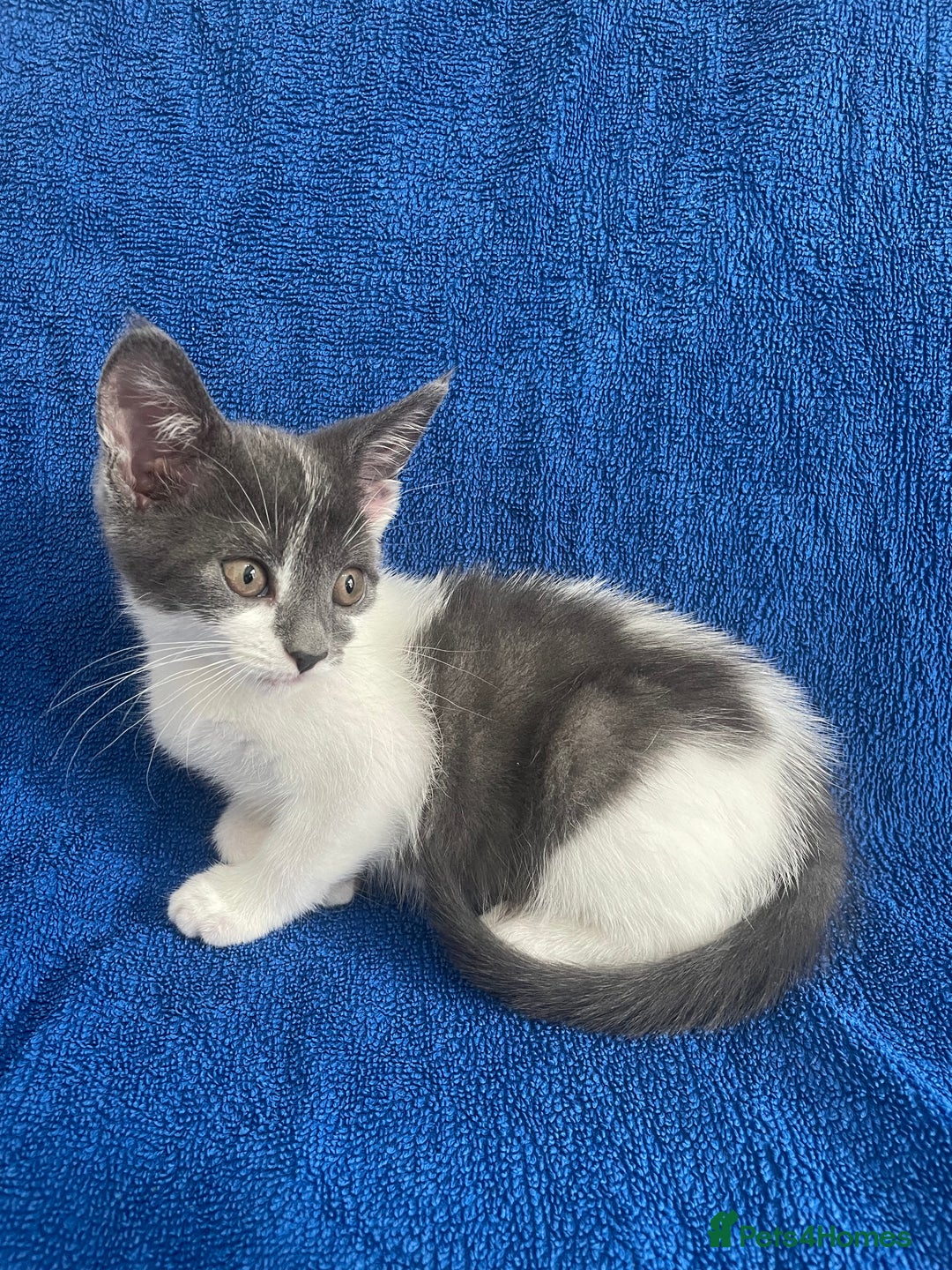 Brazilian Shorthair cats for sale: Beautiful grey and white kitten in West Malling - Image 5
