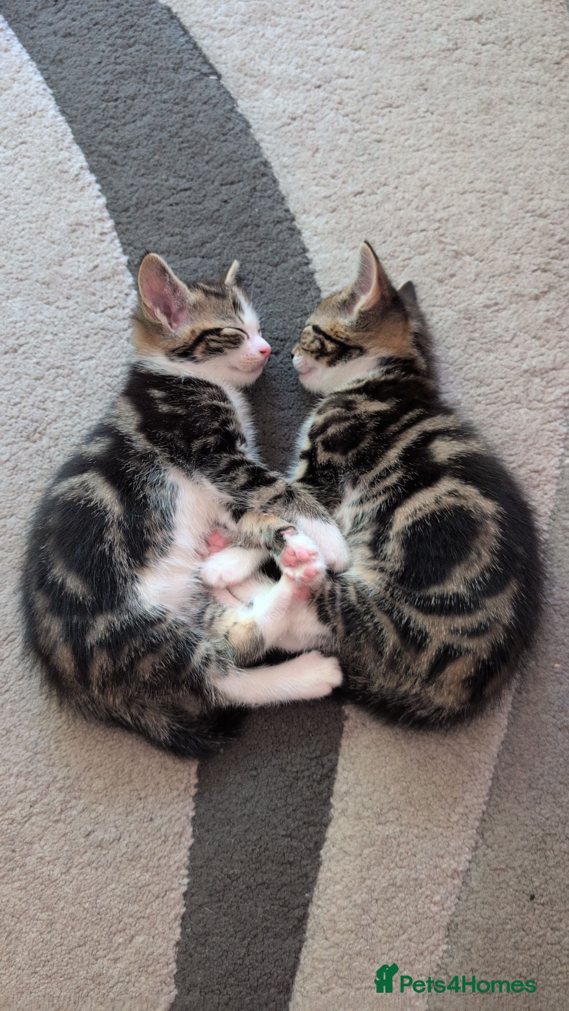 Mixed Breed cats Kittens  - Advert 3