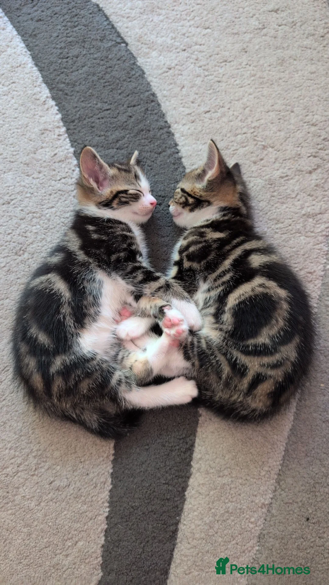 Mixed Breed cats for sale: Kittens  - Advert 1