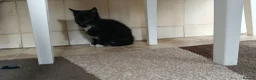 Mixed Breed cats for sale: Kitten for sale boy and girls  - Advert 11