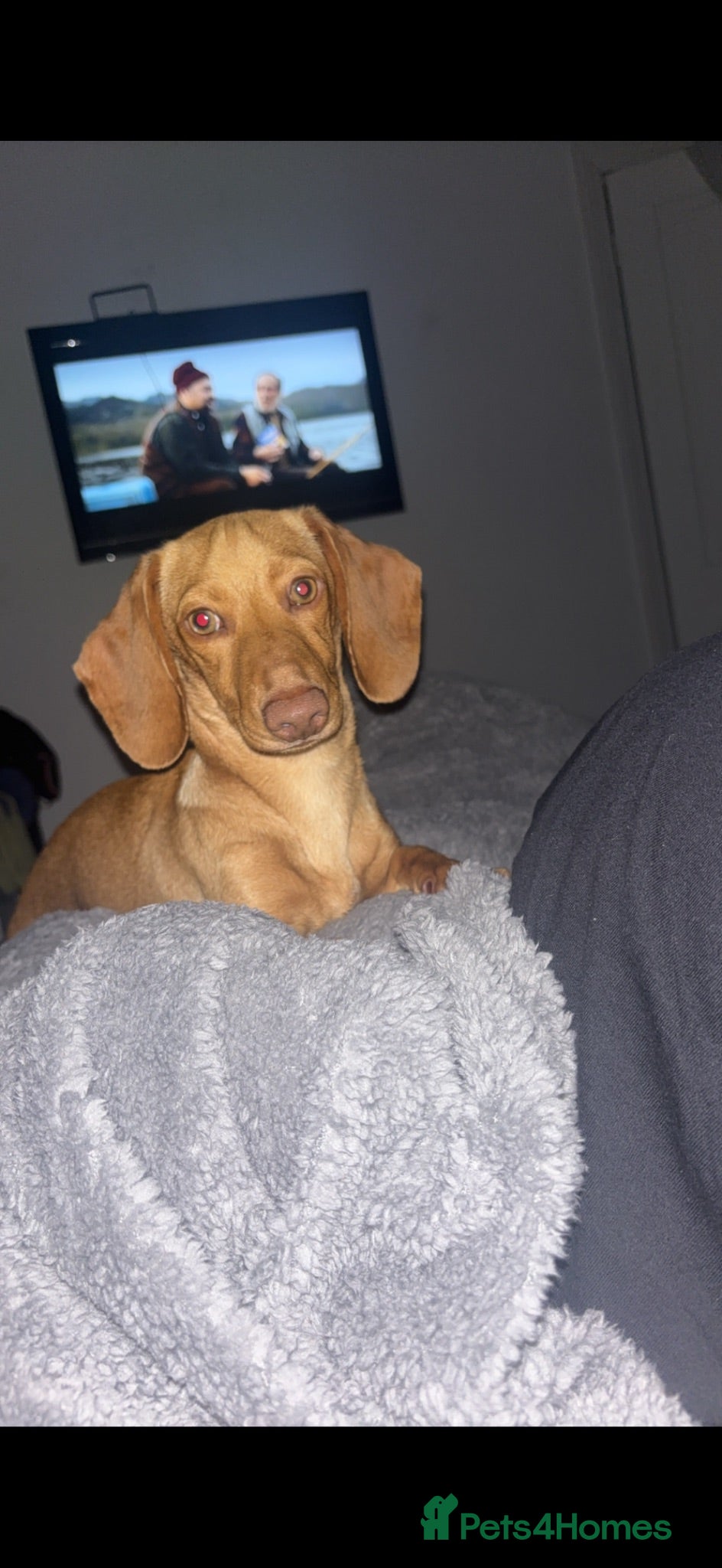 Miniature Dachshund dogs One last female left for her forever home - Advert 3