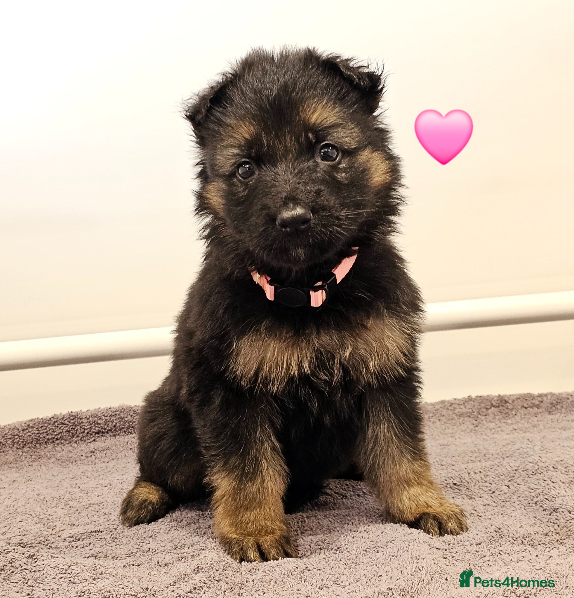German Shepherd dogs Kc registered - pedigree - German Shepard puppies  - Advert 2