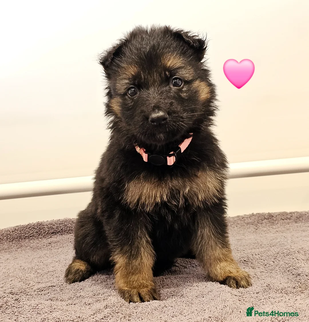 German Shepherd dogs for sale: Kc registered - pedigree - German Shepard puppies  - Advert 2