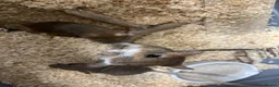 Gerbil rodents for sale: Persian Jirds for sale  - Advert 4