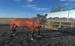 Arabian horse horses for sale: 15.3 gelding looking for a new home - Image 3