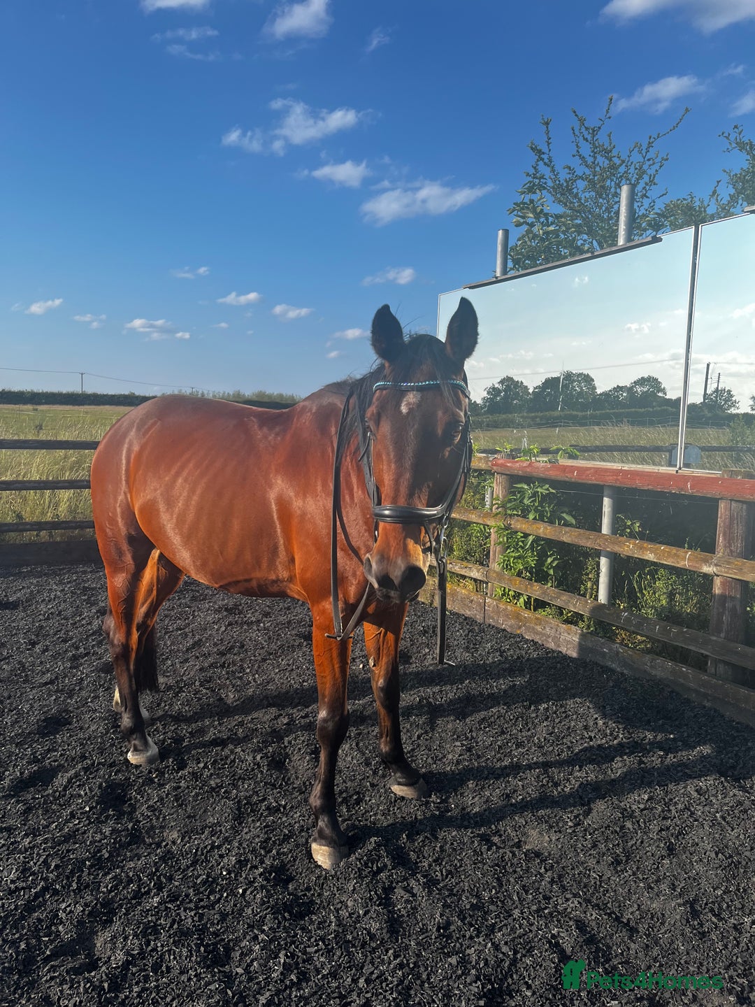 Arabian horse horses for sale: 15.3 gelding looking for a new home - Image 3