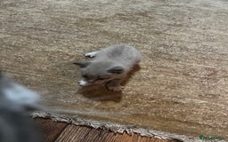 Mixed Breed cats for sale: Kittens for sale - Image 10