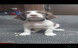 English Springer Spaniel dogs for sale: Cracking springer spaniel puppies  - Advert 3