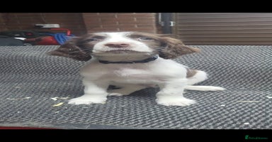 English Springer Spaniel dogs Cracking springer spaniel puppies  - Advert 11