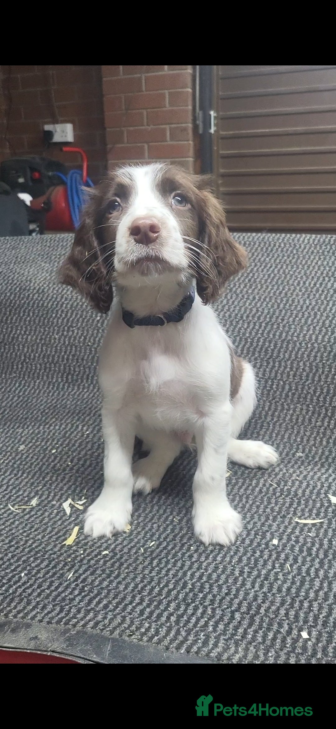 English Springer Spaniel dogs for sale: Cracking springer spaniel puppies  - Advert 3