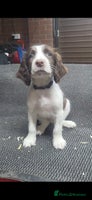 English Springer Spaniel dogs Cracking springer spaniel puppies - Advert 2