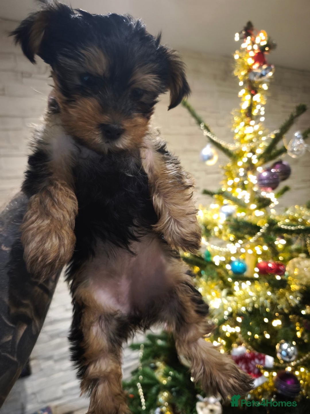 Yorkshire Terrier dogs for sale: Adorable Yorkshire Terrier Puppies. - Advert 13