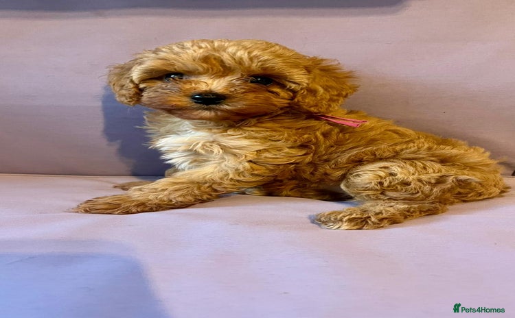 Cavapoo dogs - Advert 1