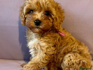 Cavapoo dogs - Advert 1