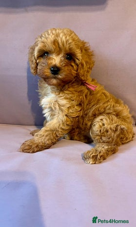 Cavapoo dogs - Advert 4