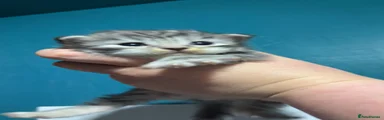 Sensai Silver 