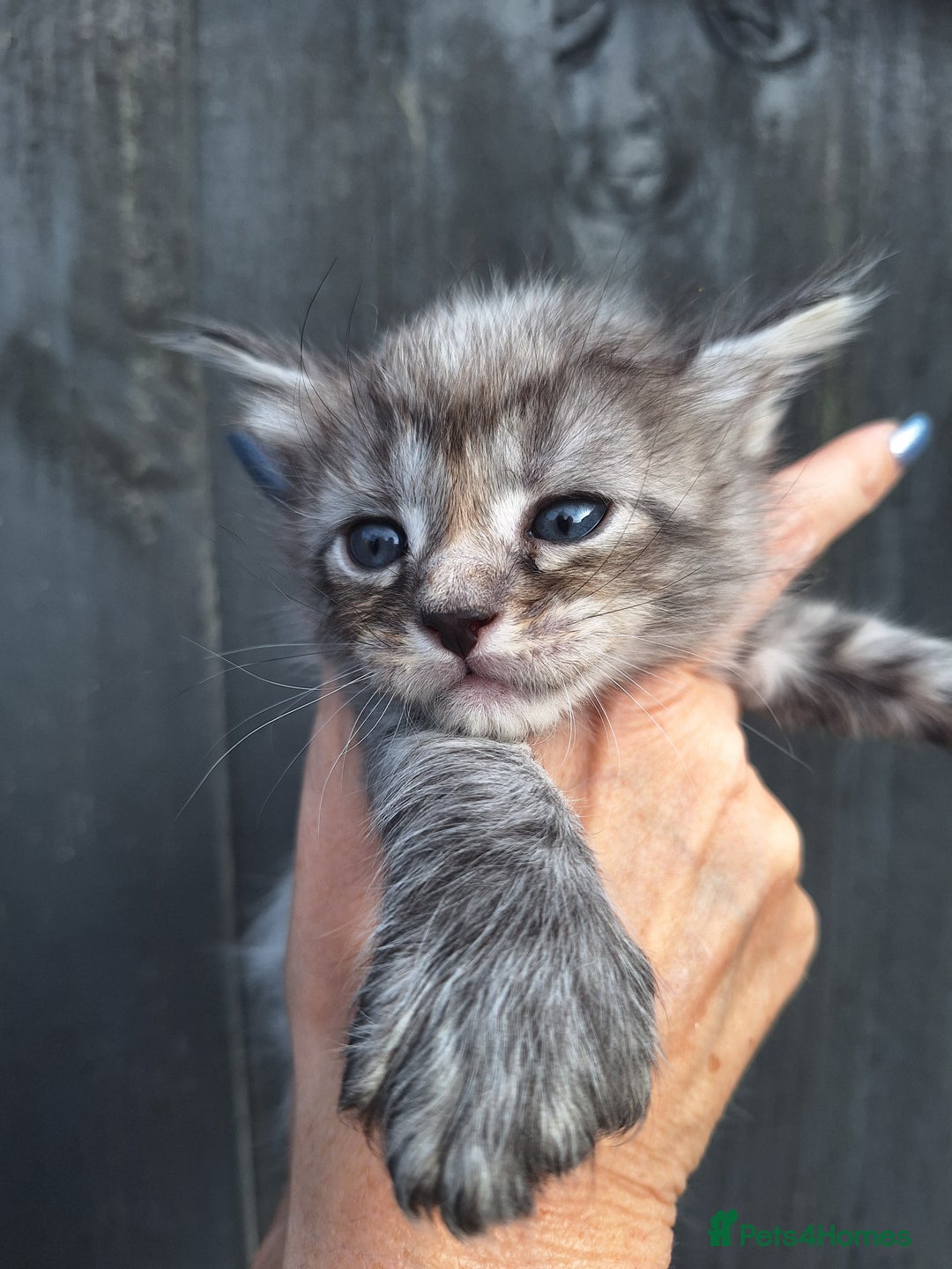 Maine Coon cats for sale: Mainecoon kittens BlackSilver smoke poly non poly - Image 7
