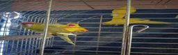 Parakeets birds for sale: For sale  - Advert 4