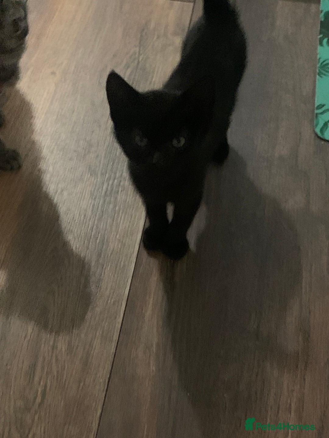 Mixed Breed cats for sale: 3 little black beauty’s for sale - Advert 3