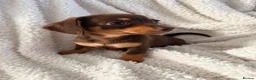 Chiweenie dogs for sale: Beautiful chiweenies ready for loving homes.   - Advert 8