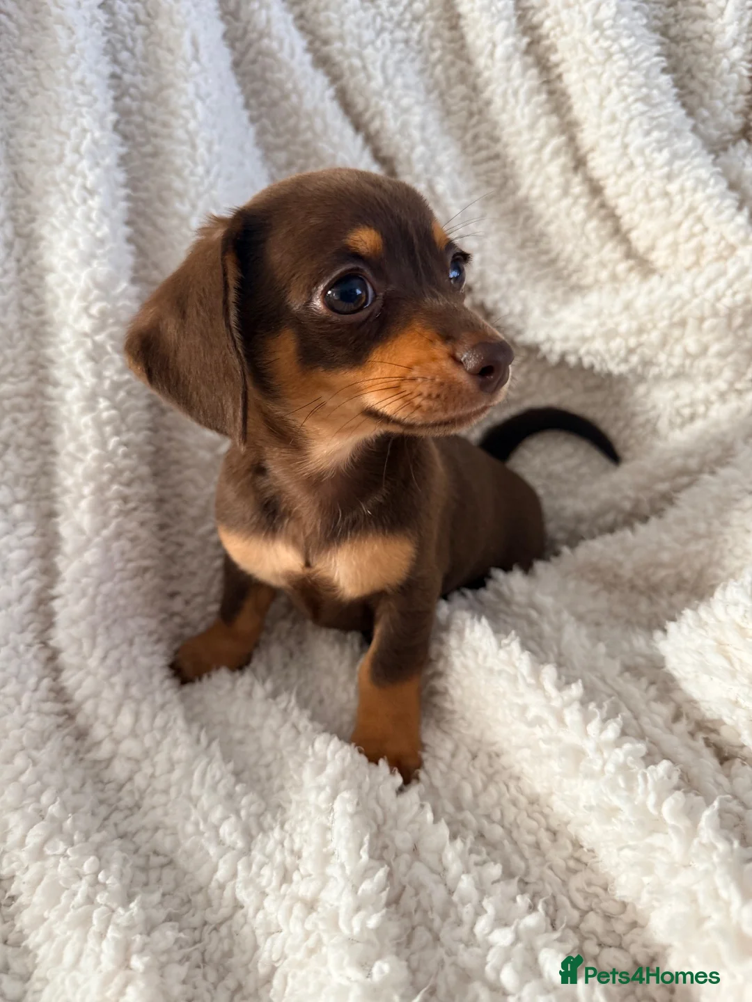 Chiweenie dogs for sale: Beautiful chiweenies ready for loving homes.   - Advert 8