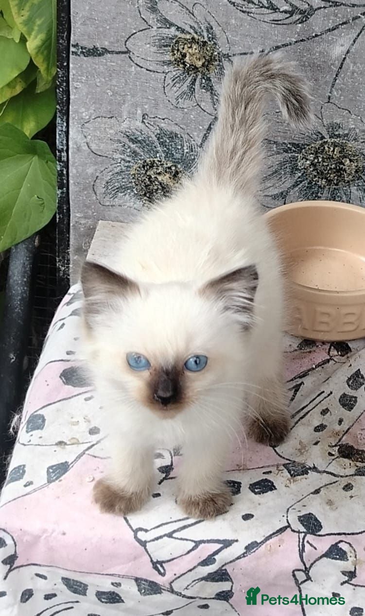 Ragdoll cats Ragdoll male ready now - Advert 6