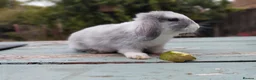 Mixed Breed rabbits for sale: Mixed breed £70 each - Advert 13