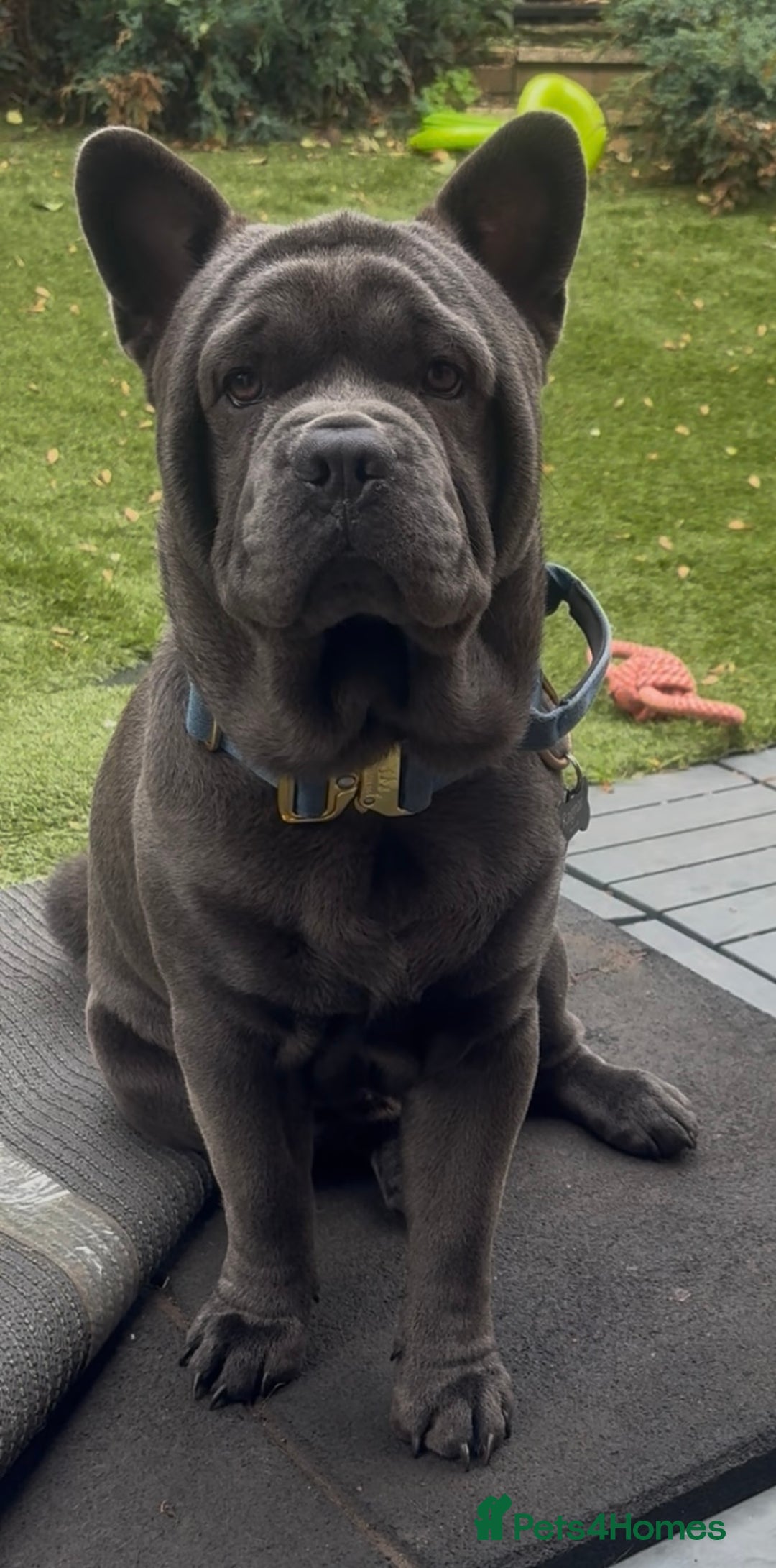 Mixed Breed dogs for sale: 🩷 STUNNING FRENCH CHOWS🩵 - Advert 14