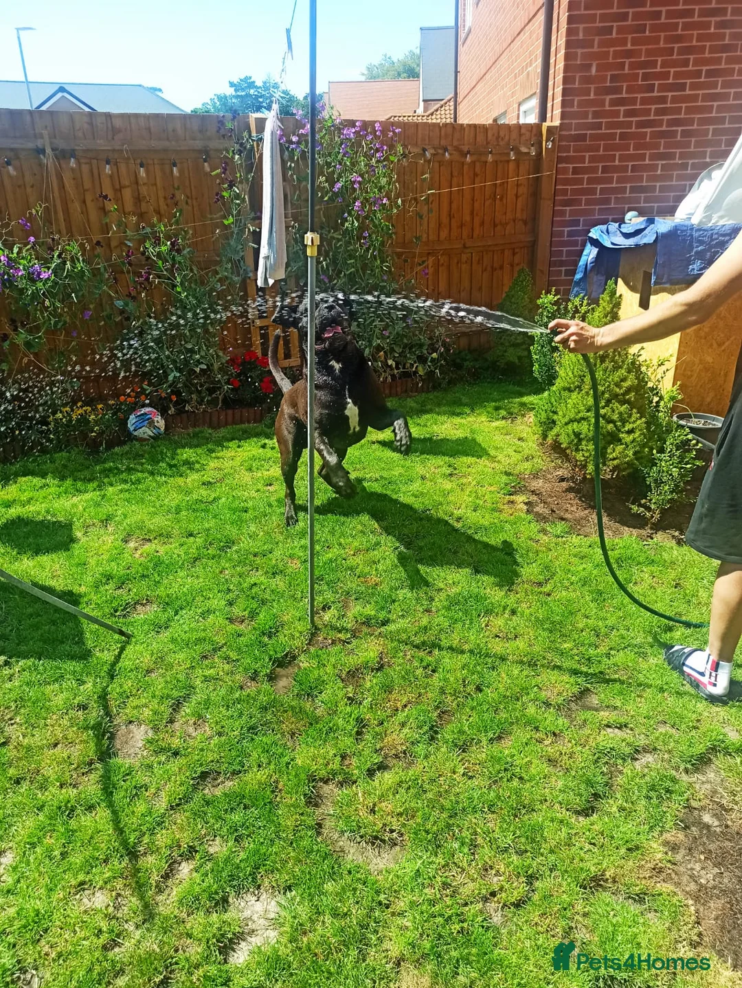 Cane Corso dogs for stud: Roger in Colchester - Advert 3