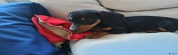 Miniature Dachshund dogs for sale:  boy dachshund Puppie ready to leave  - Advert 18
