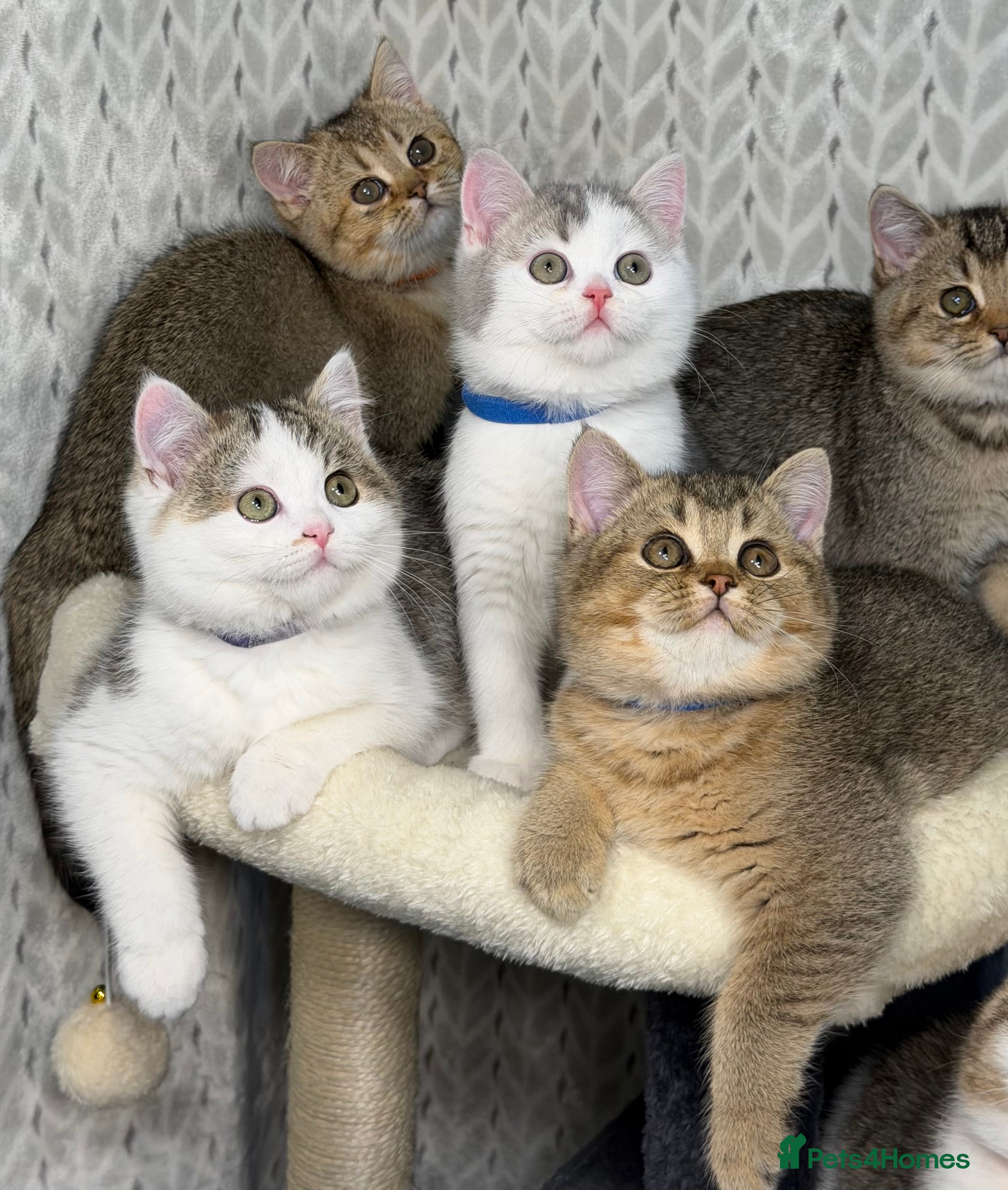 British Shorthair cats British shorthair Golden kittens TICA - Advert 3