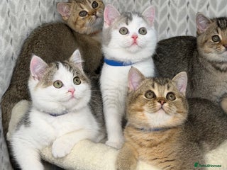 British Shorthair cats British shorthair Golden kittens TICA - Advert 11