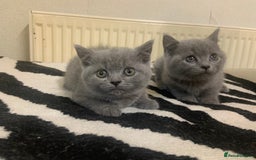 British Shorthair cats for sale: British shorthair kittens male and female  - Image 5