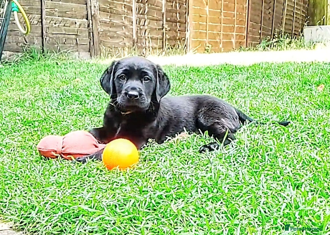 Labrador Retriever dogs for sale: Quality Black Labrador Retrievers - Image 2