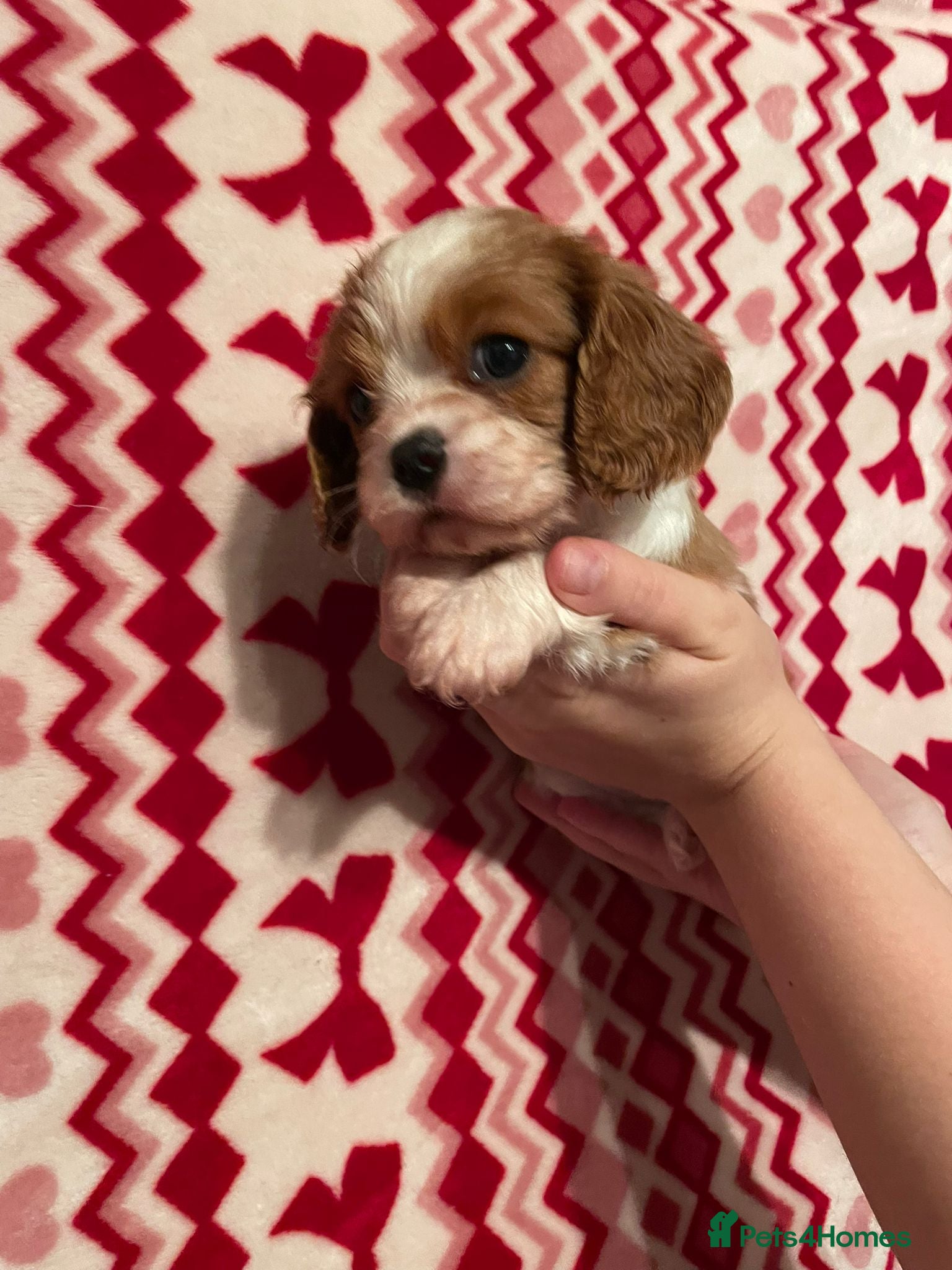 Cavalier King Charles Spaniel dogs Cavalier King Charlies - Advert 10