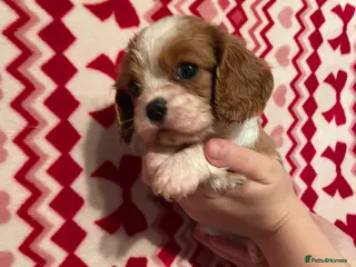 Cavalier King Charles Spaniel dogs Cavalier King Charlies - Advert 10