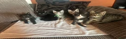 Mixed Breed cats for sale: 🩶 Half Maine Coons Ready Soon 🖤 - Advert 1
