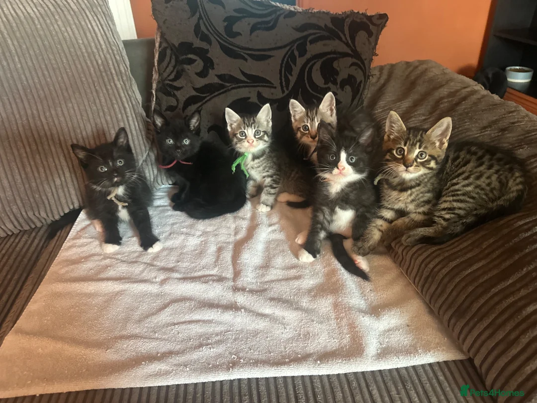 Mixed Breed cats for sale: 🩶 Half Maine Coons Ready Soon 🖤 - Advert 1