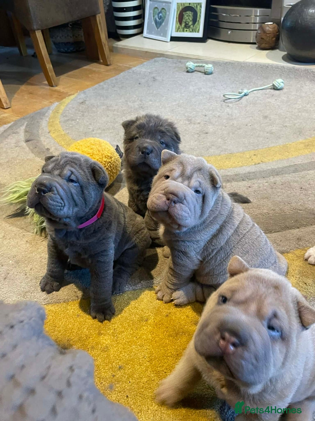 Shar Pei dogs for sale: 4 Shar pei puppies for sale - Advert 1