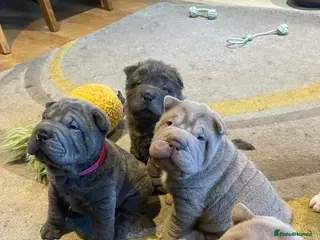 Shar Pei dogs 4 Shar pei puppies for sale - Advert 18