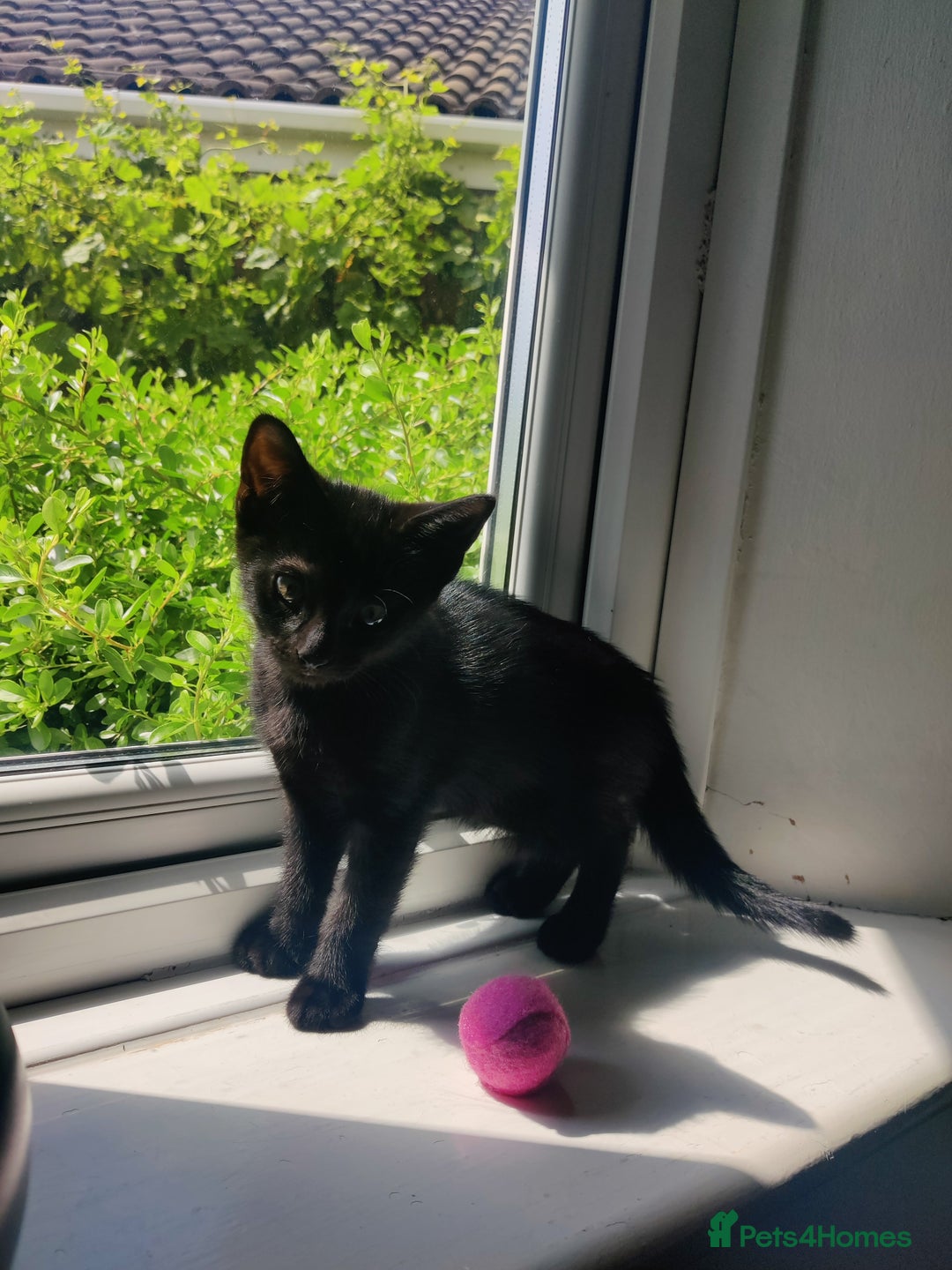 British Shorthair cats for sale: Lucky Black Cats 3 Male Kittens British Short Hair in Coalville - Image 2