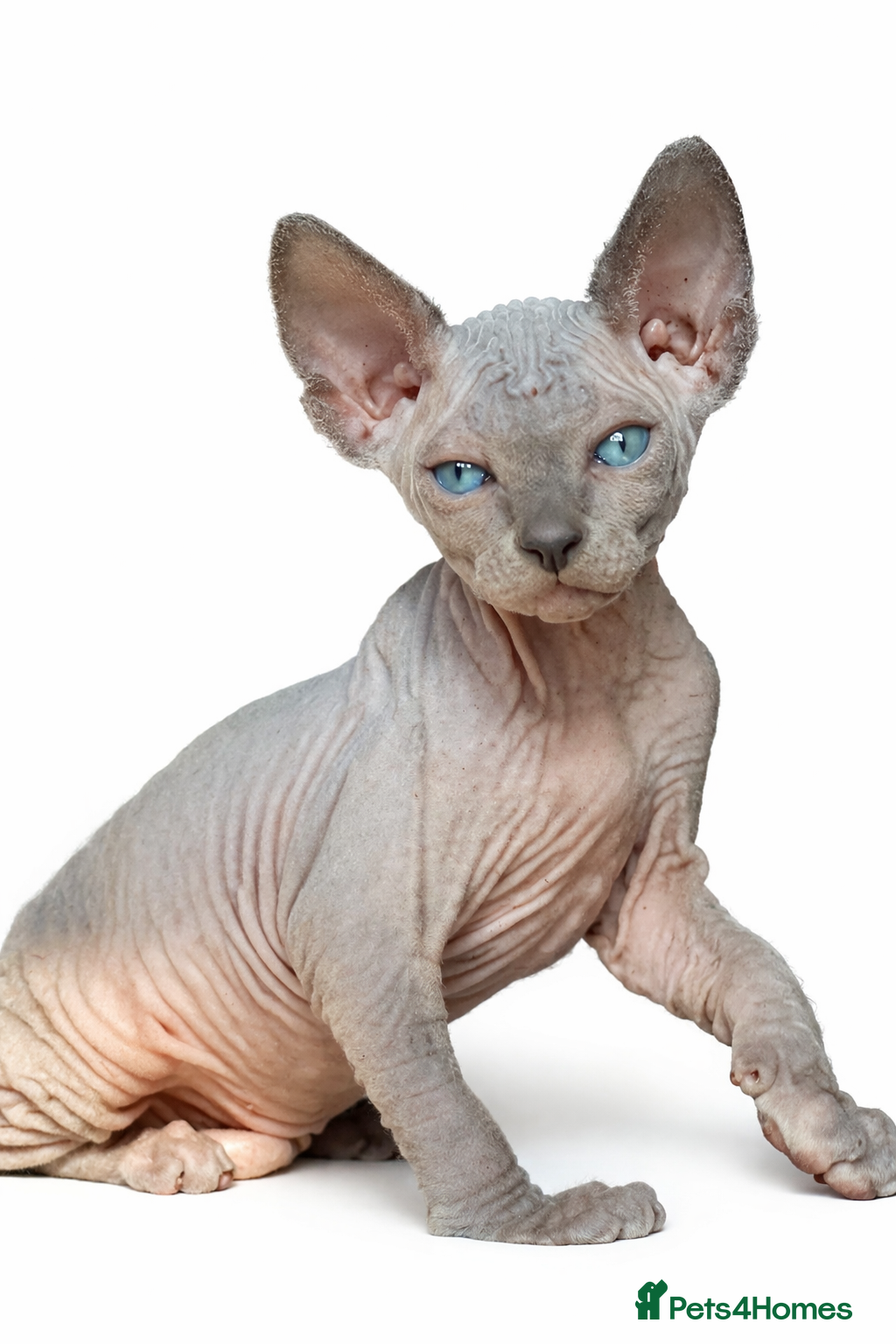 Sphynx cats Sphynx Kittens - European Champion Bloodlines - Advert 3