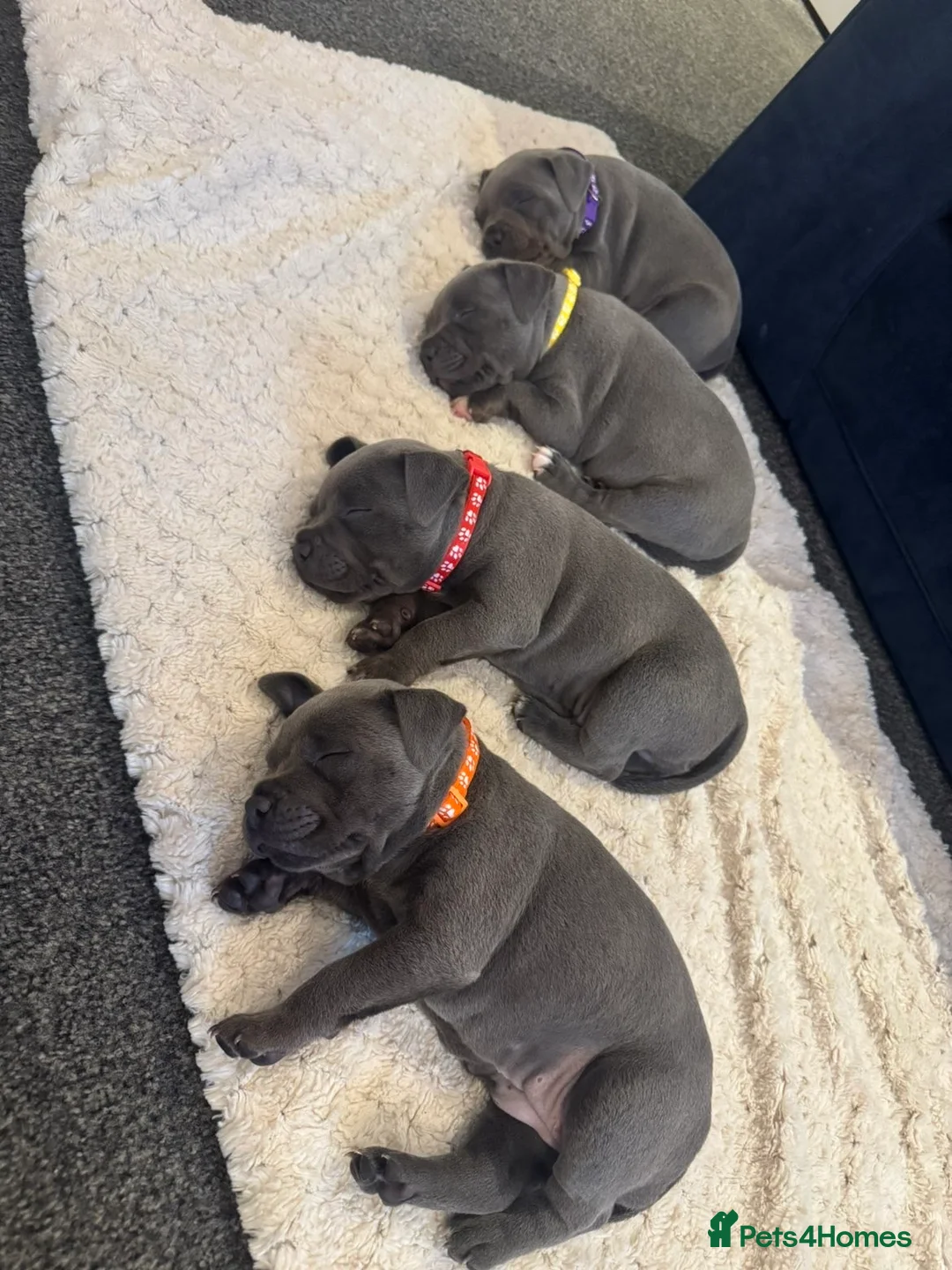 Staffordshire Bull Terrier dogs for sale: 2 Remain KC REG Blue Staff Bull Terrier Puppies - Advert 2