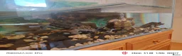 Turtle reptiles for sale: Turtles and large aquarium  - Advert 4