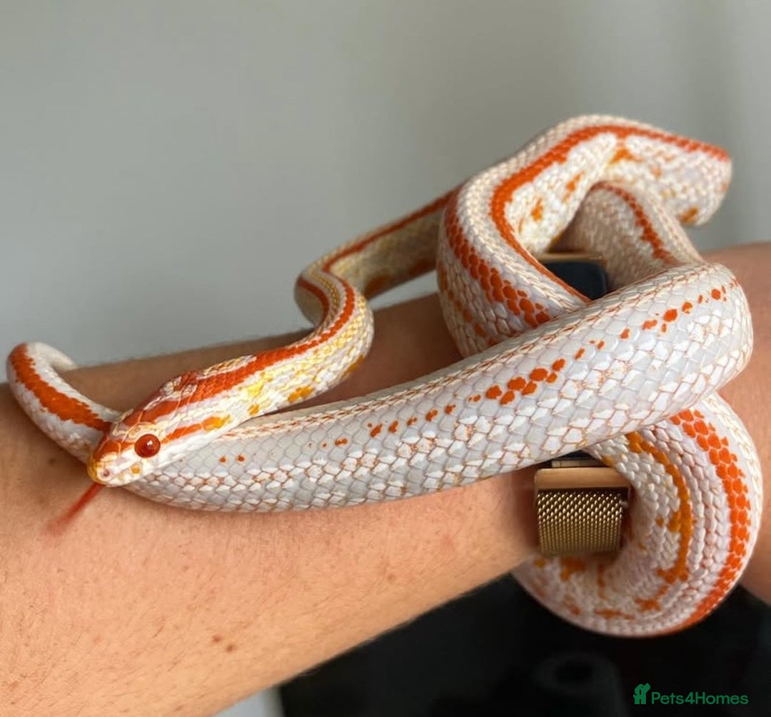 Corn Snake reptiles for sale: Lemon and Extreme Reverse Okeetee Female Corn - Image 2
