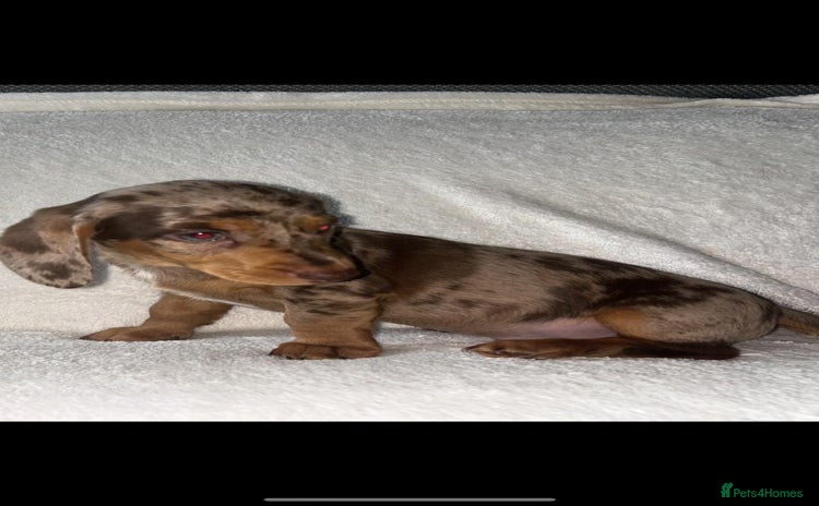 Dachshund dogs - Advert 10