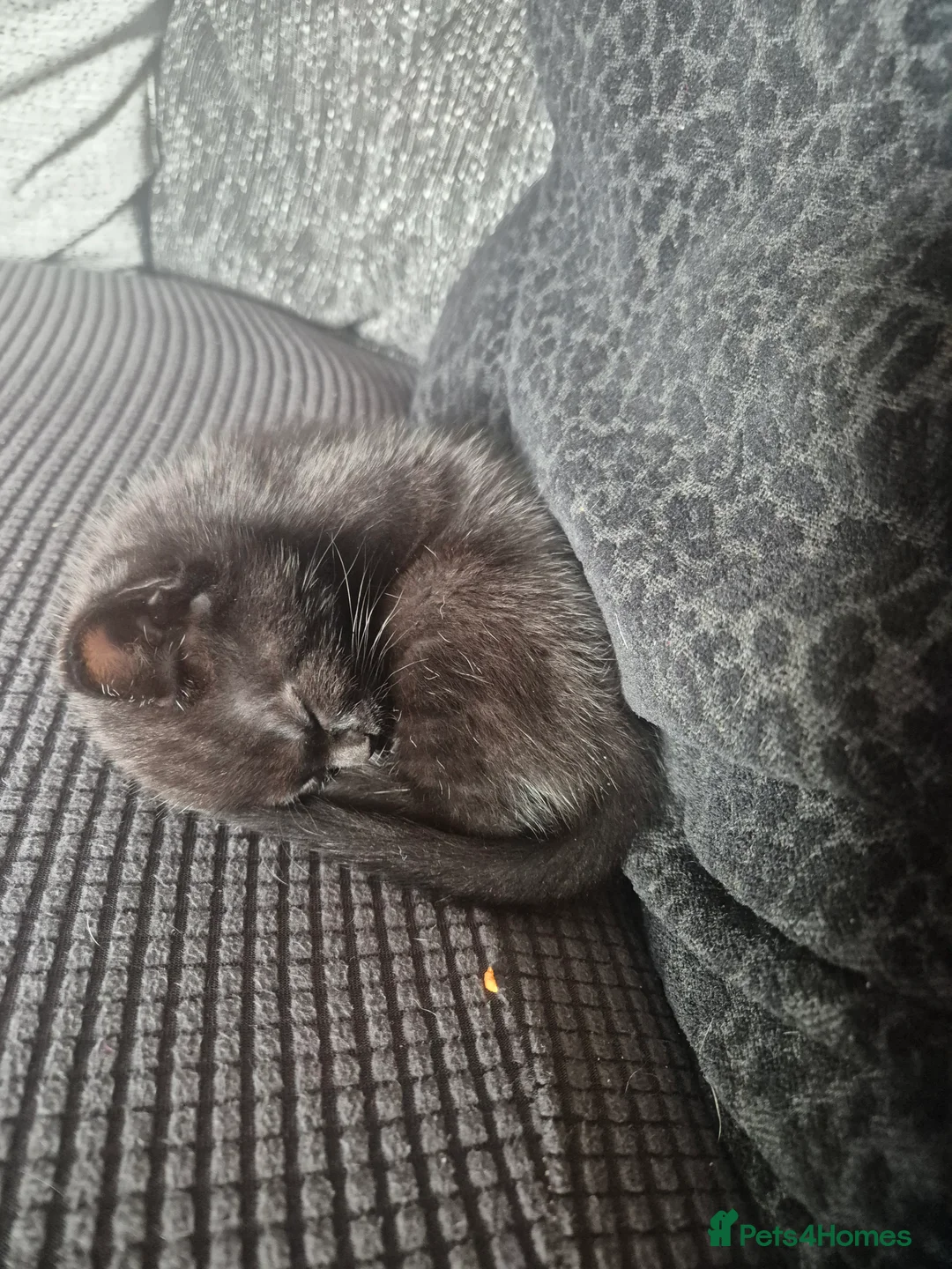 Mixed Breed cats for sale: 3 kittens  - Advert 3